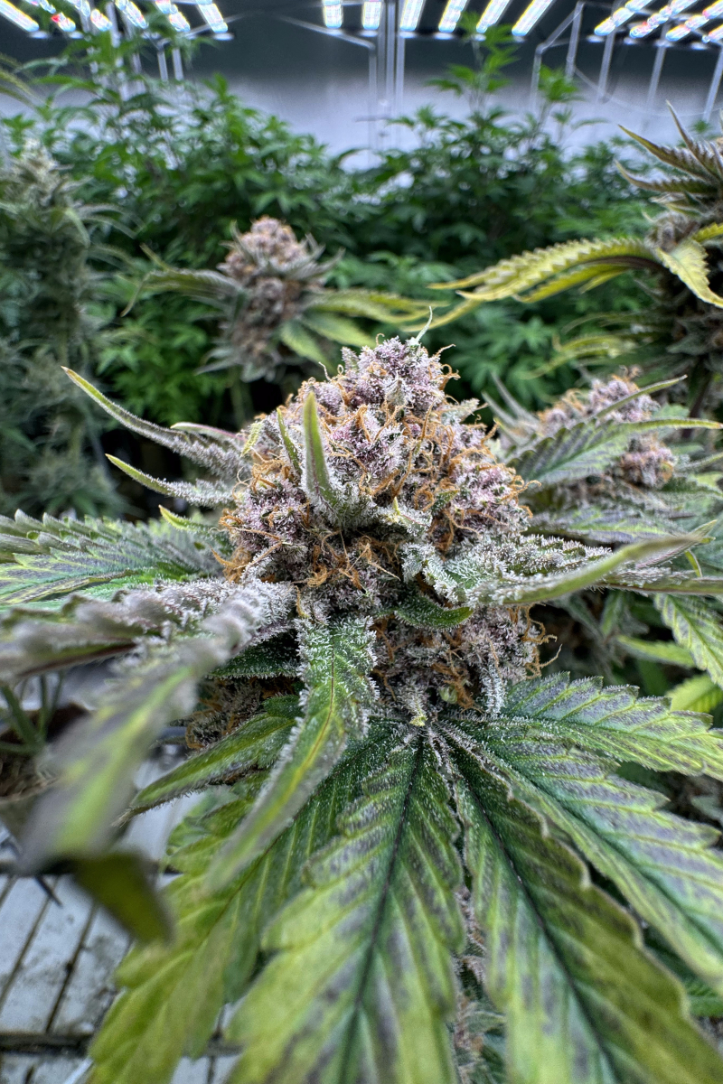 Photo of Cherry Cola Auto RF3