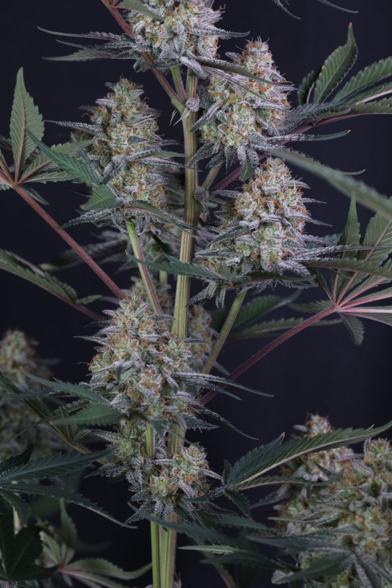 Photo of Lemon Tree Auto