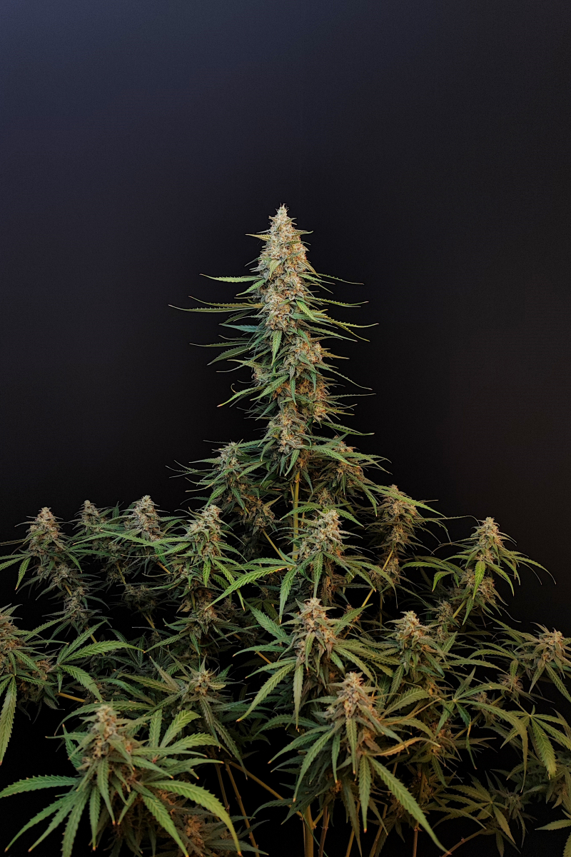 Photo of Sour Diesel Auto