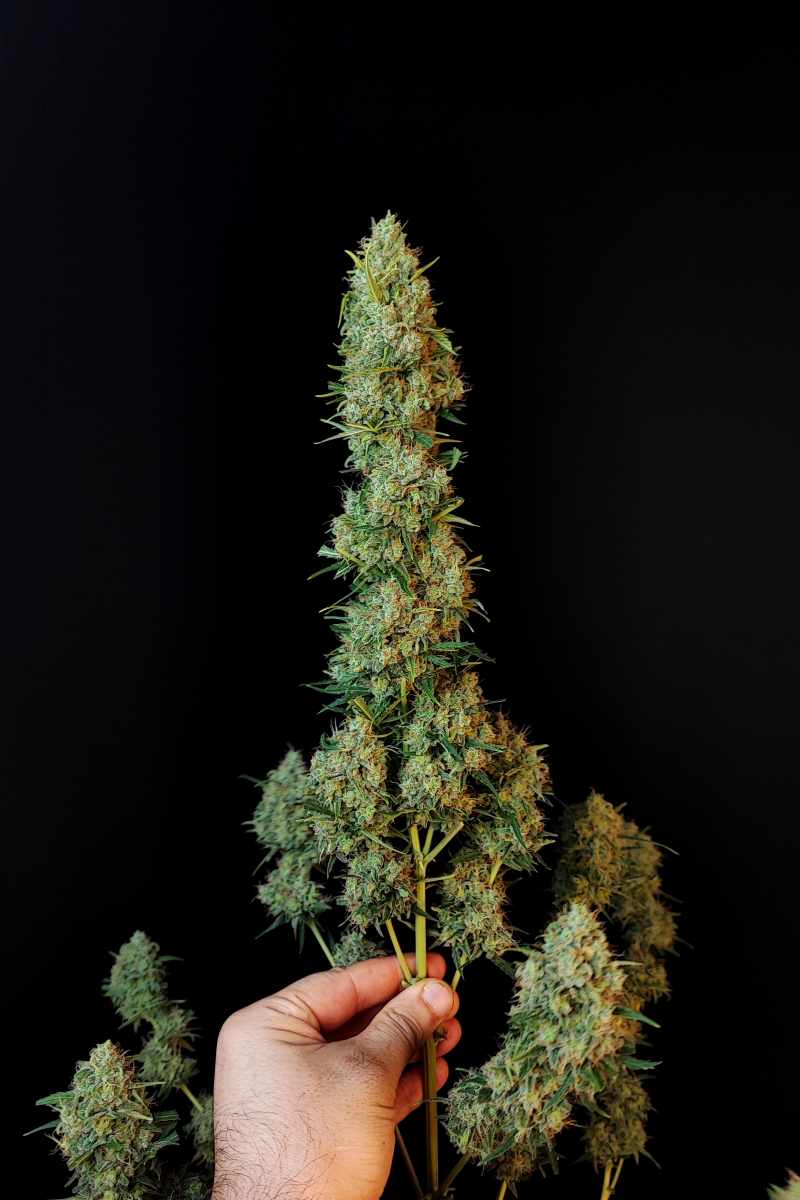 Photo of Jack Herer Auto