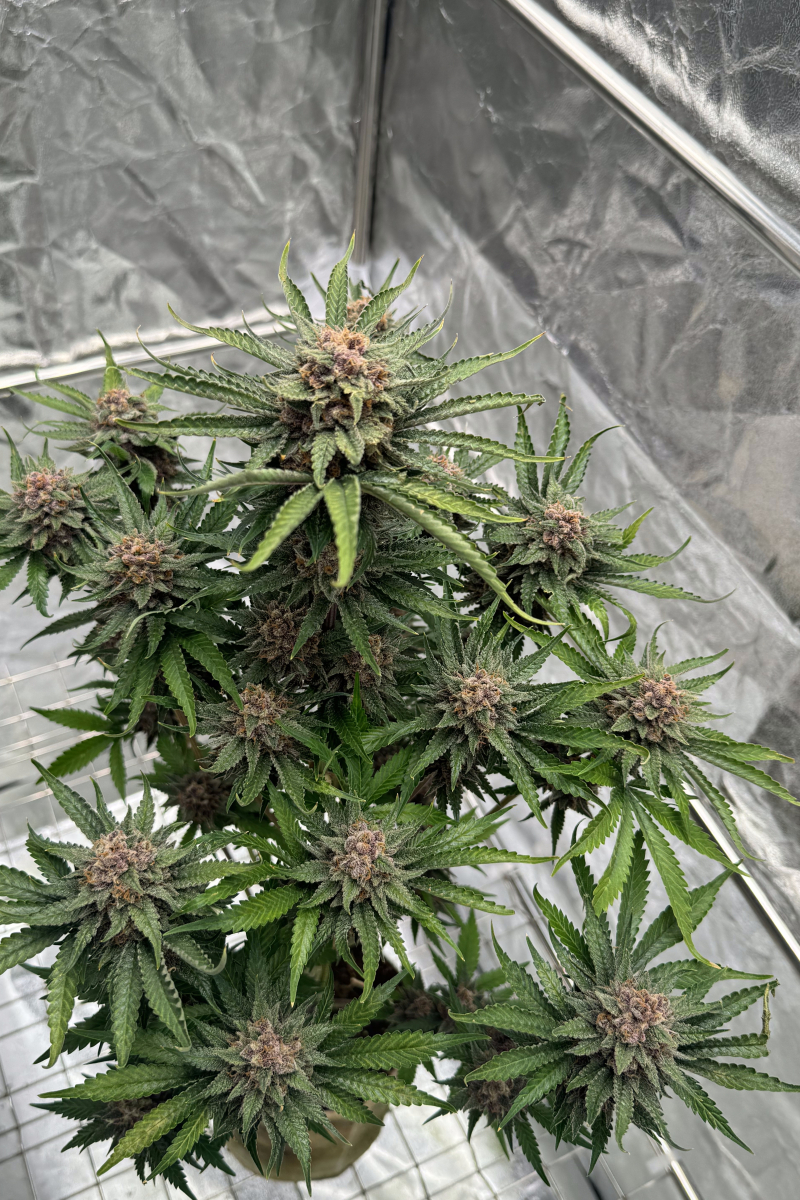 Photo of Cherry Cola Auto RF3
