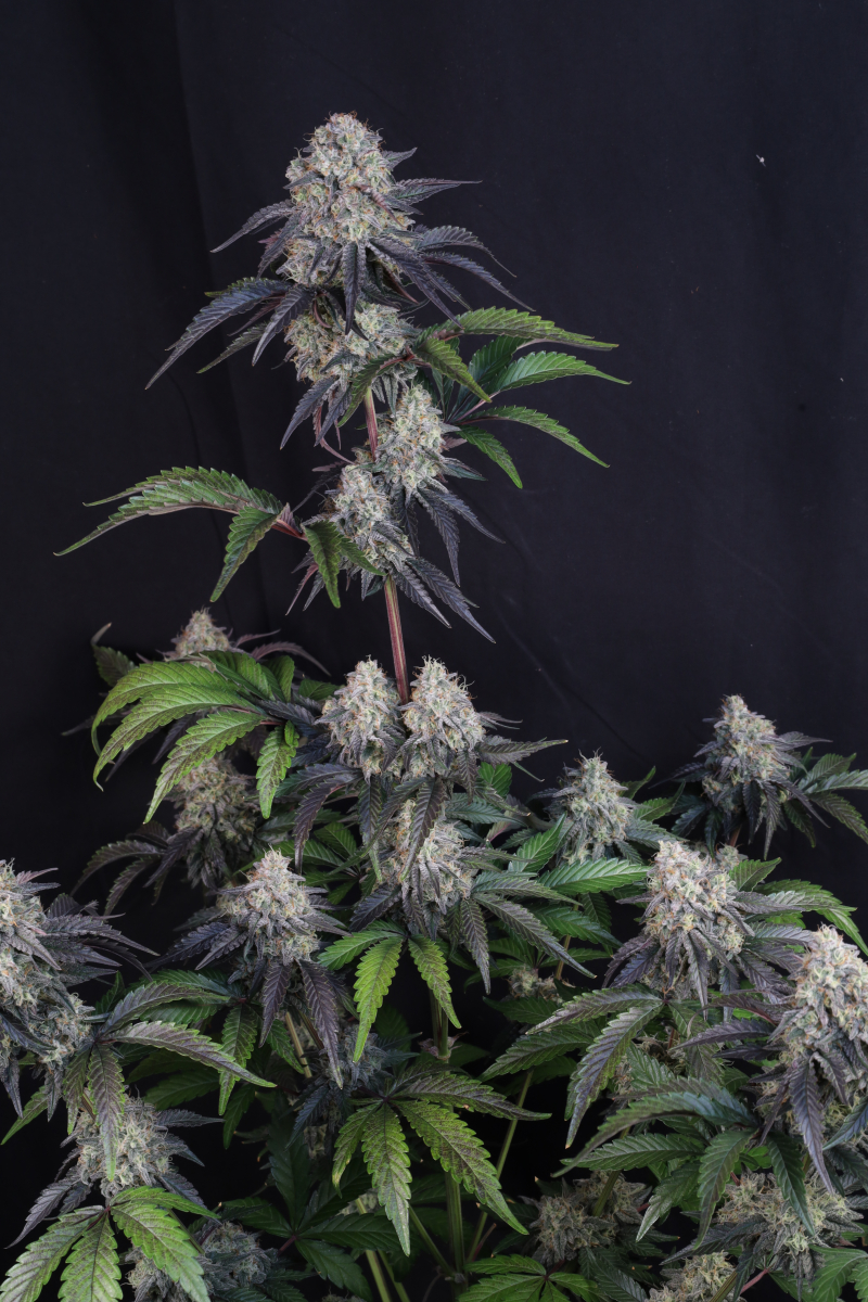 Photo of Sundae Frost Auto