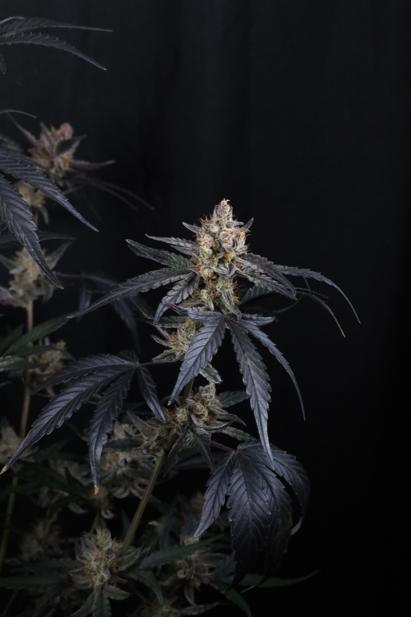 Photo of Guava Runtz Auto