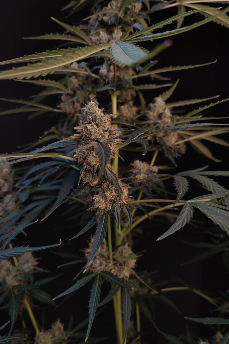 Photo of Northern Lights Auto