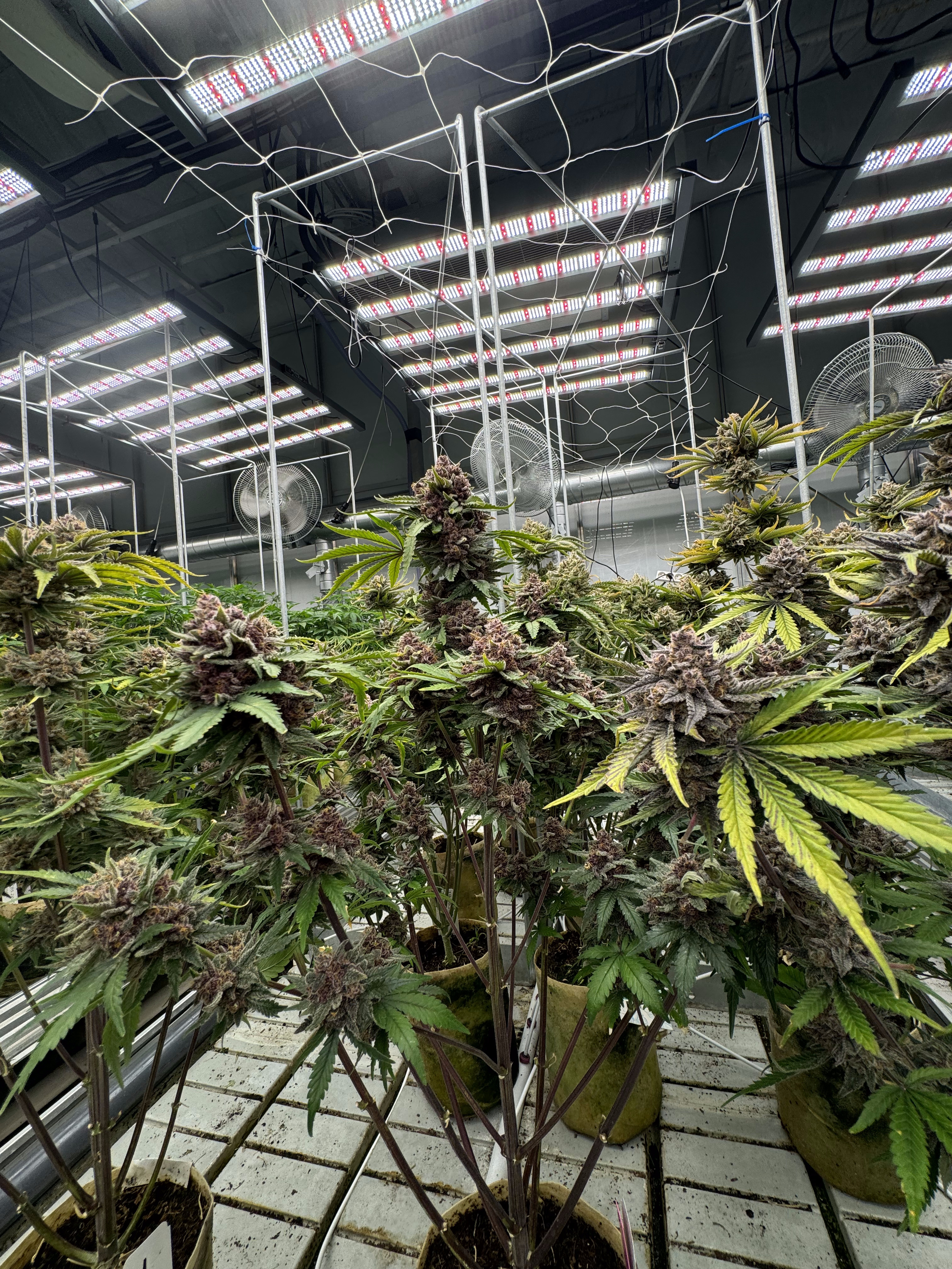 Cherry Cola Auto RF3