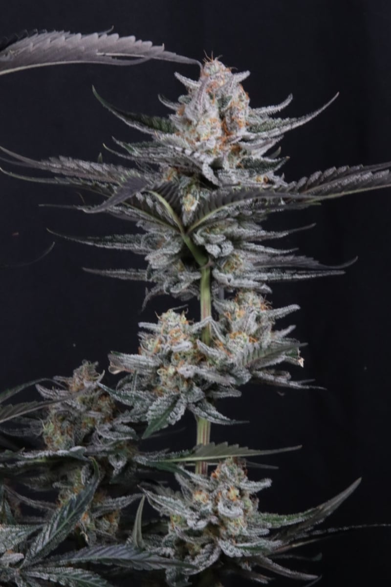 Photo of Mendo Guava Auto
