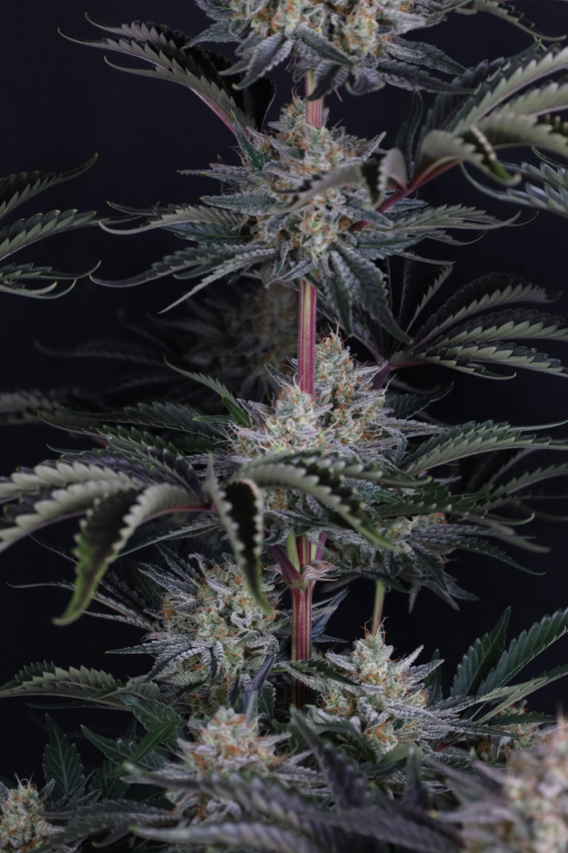 Photo of Mendo Frost Auto