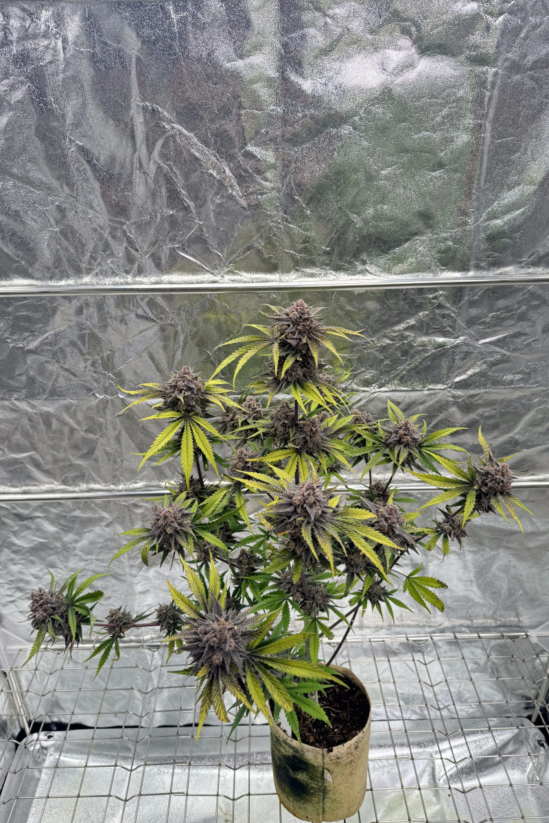 Photo of Cherry Cola Auto RF3