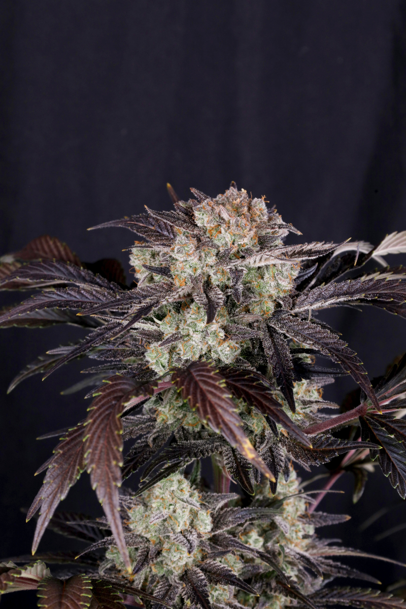 Photo of Frostbanger Auto
