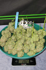 Apricot Auto