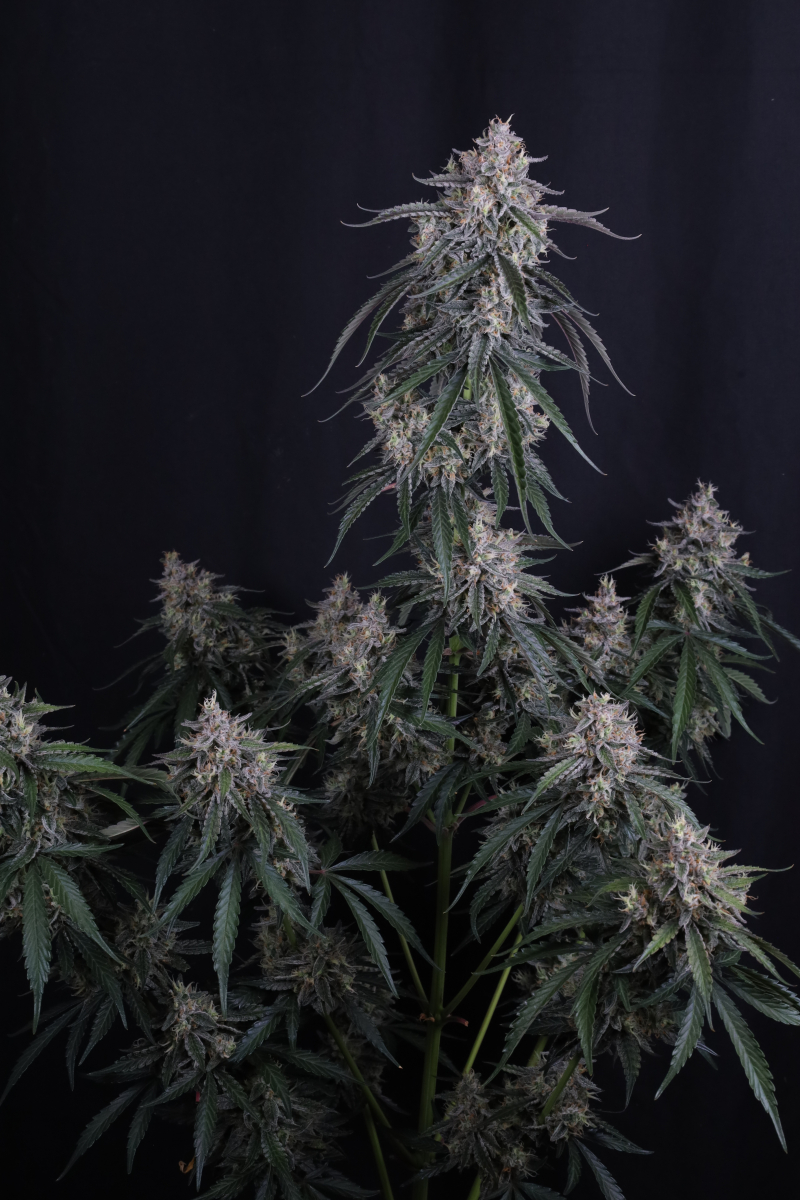 Photo of GMO Auto