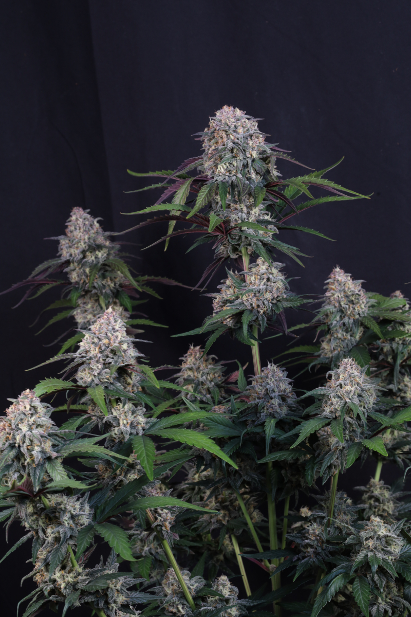 Photo of Lemon Cherry Sundae Auto