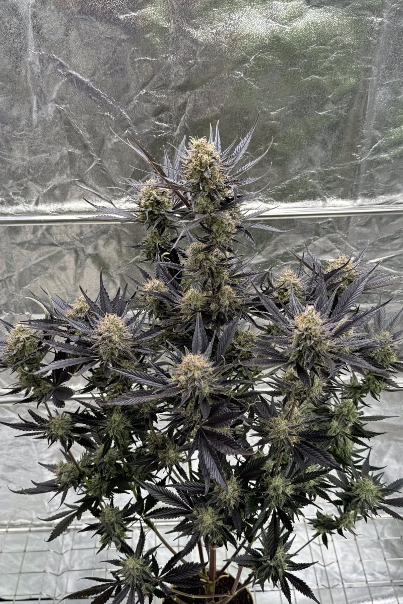 Photo of Guava Auto RF3