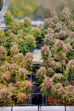Mix Pack Auto