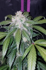 Tangie Auto