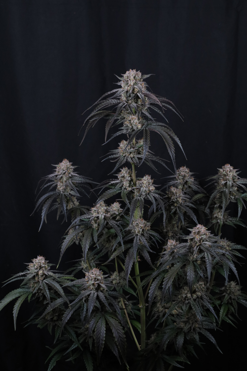 Photo of Mango Frost Auto