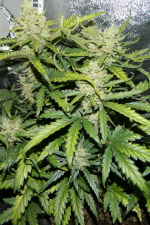 Green Crack Auto