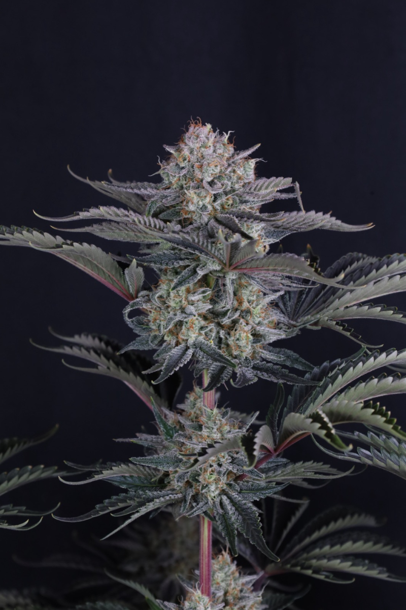 Photo of Mendo Frost Auto
