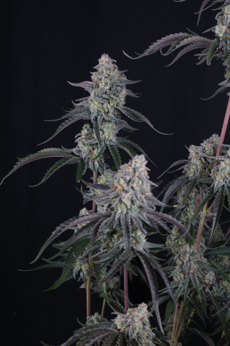 Photo of Pineapple OG Auto