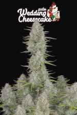 Wedding Cheesecake Auto