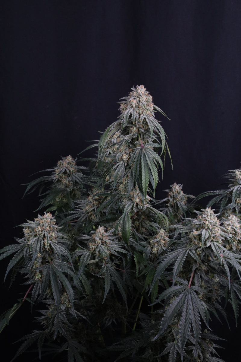 Photo of Garlic Mint Sherbet Auto