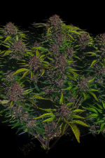 Purple Haze Auto