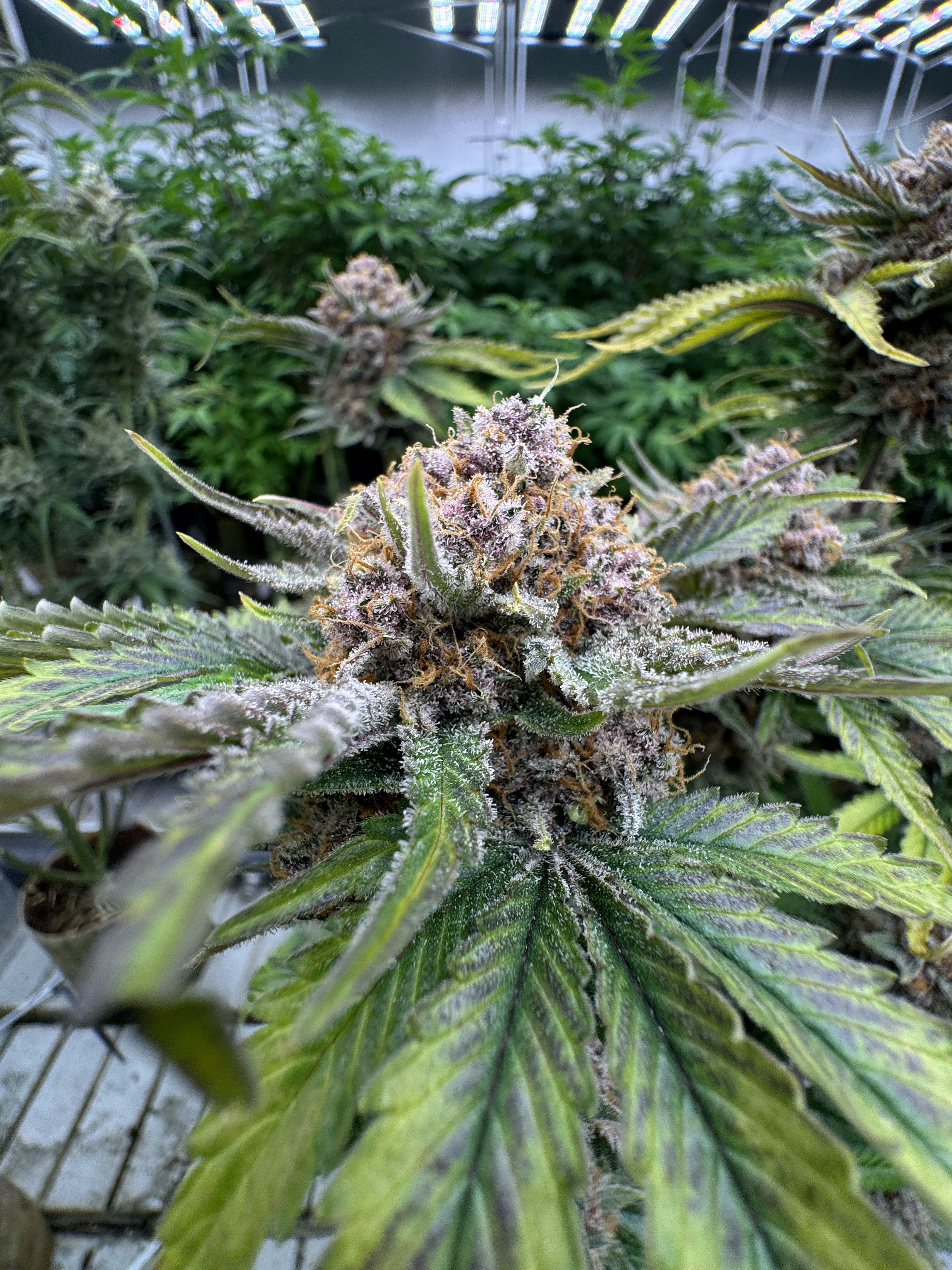 Cherry Cola Auto RF3