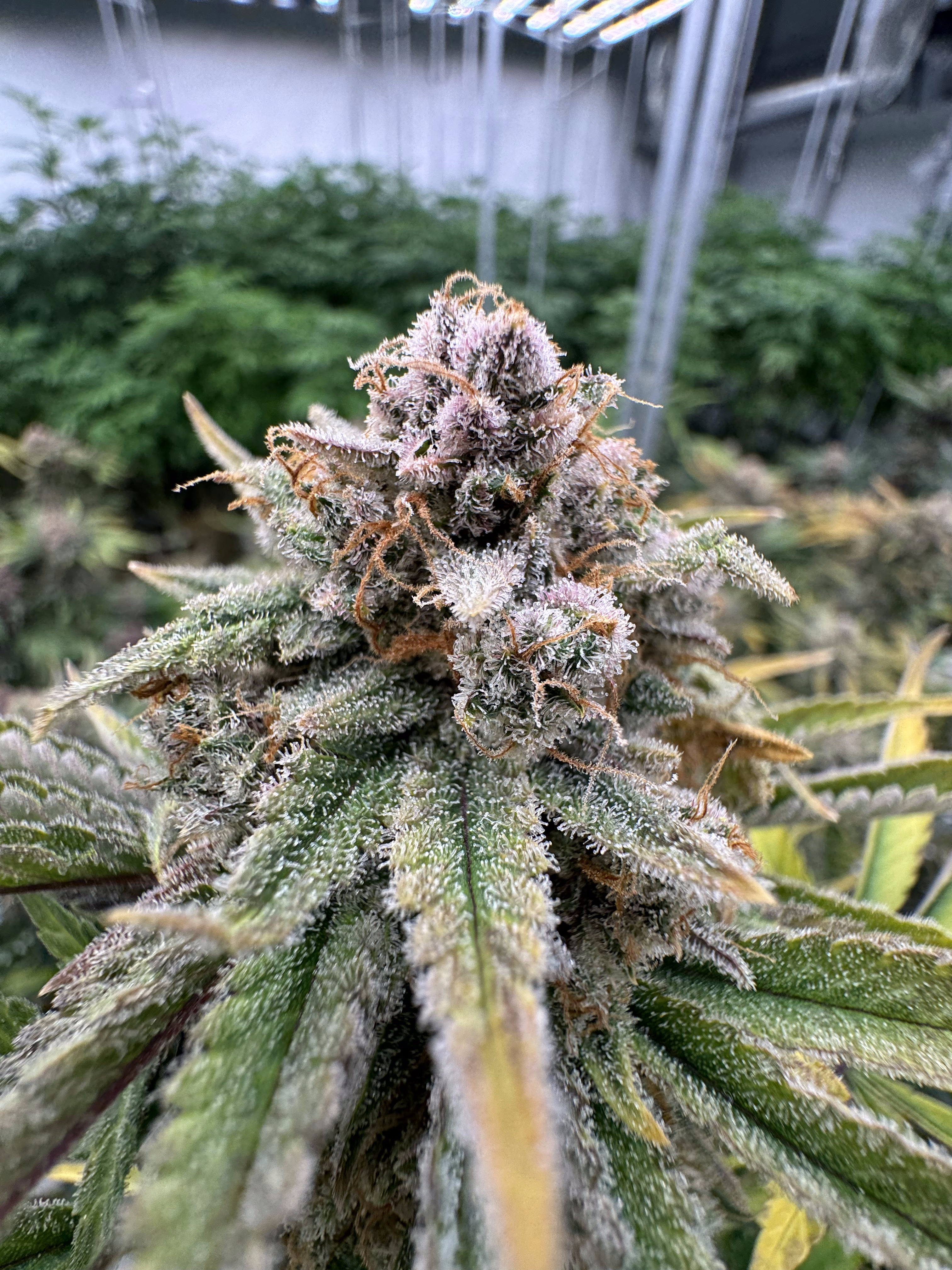 Cherry Cola Auto RF3