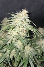 Frostbanger Auto