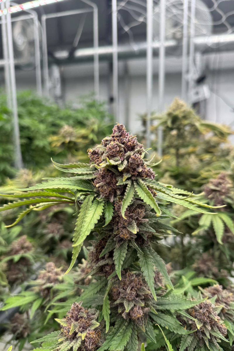 Photo of Cherry Cola Auto RF3