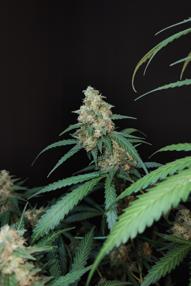 Photo of Cheese Auto