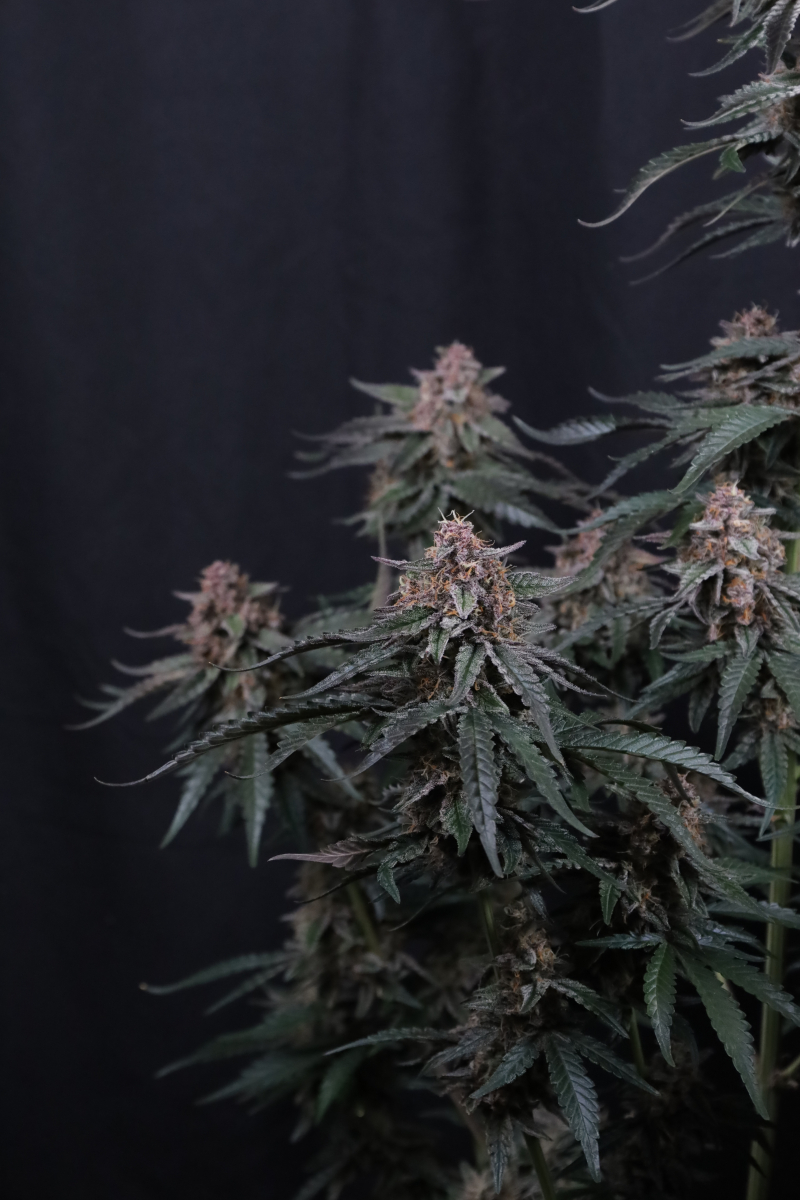 Photo of Mendo Cherry Cookies Auto