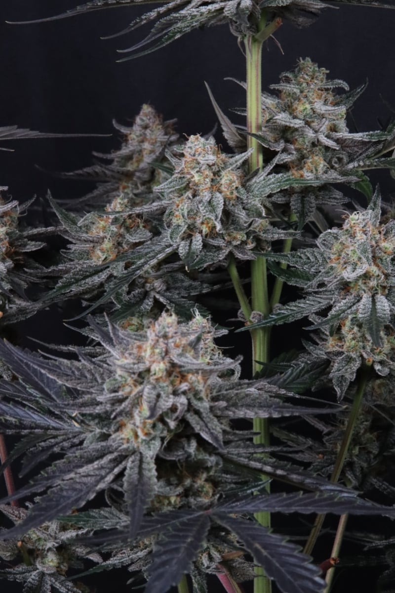 Photo of Mendo Guava Auto