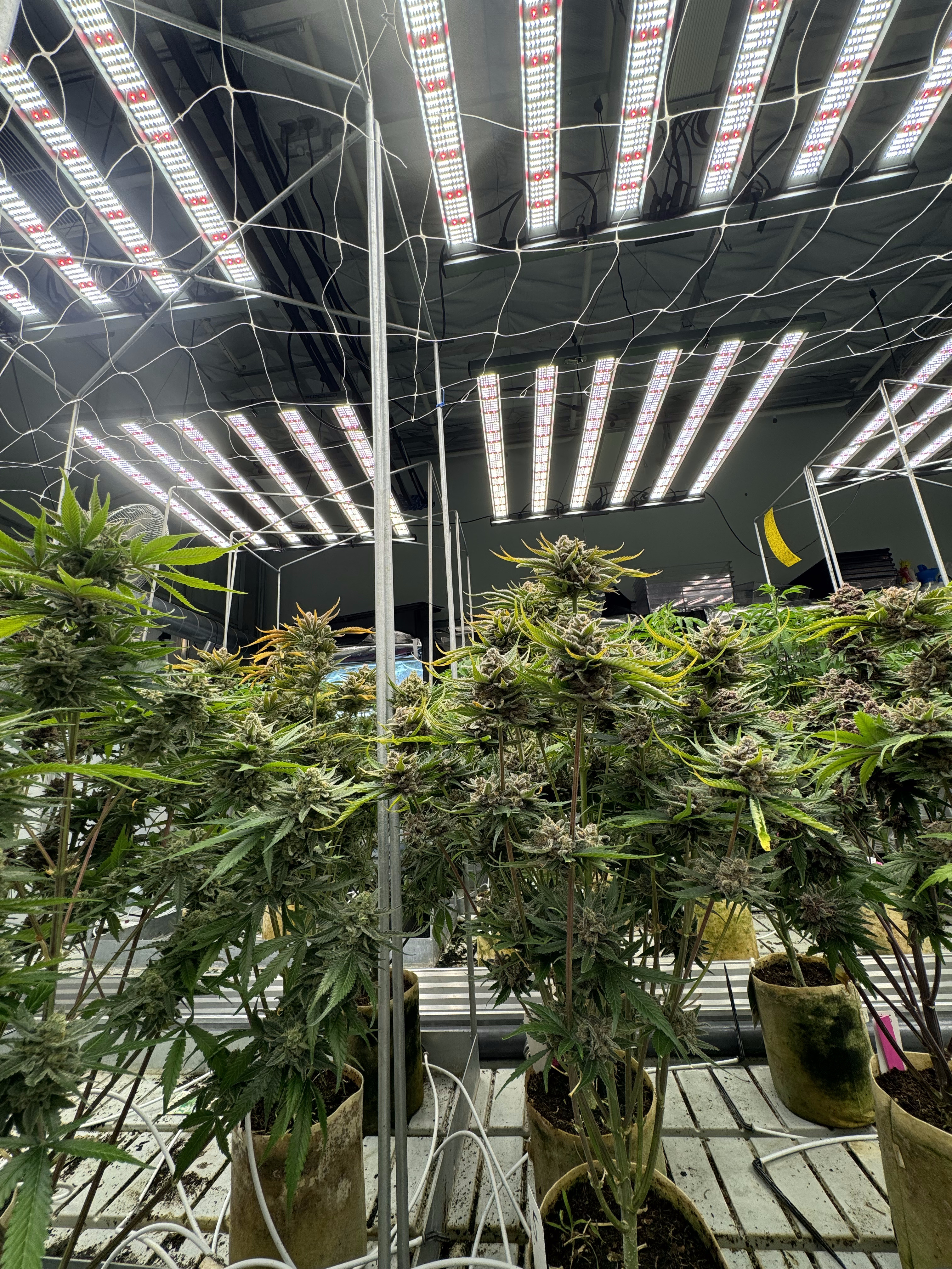 Cherry Cola Auto RF3