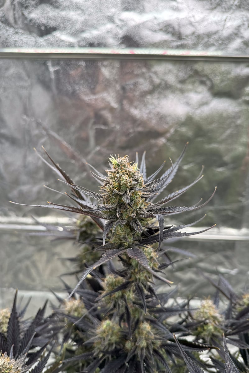 Photo of Guava Auto RF3