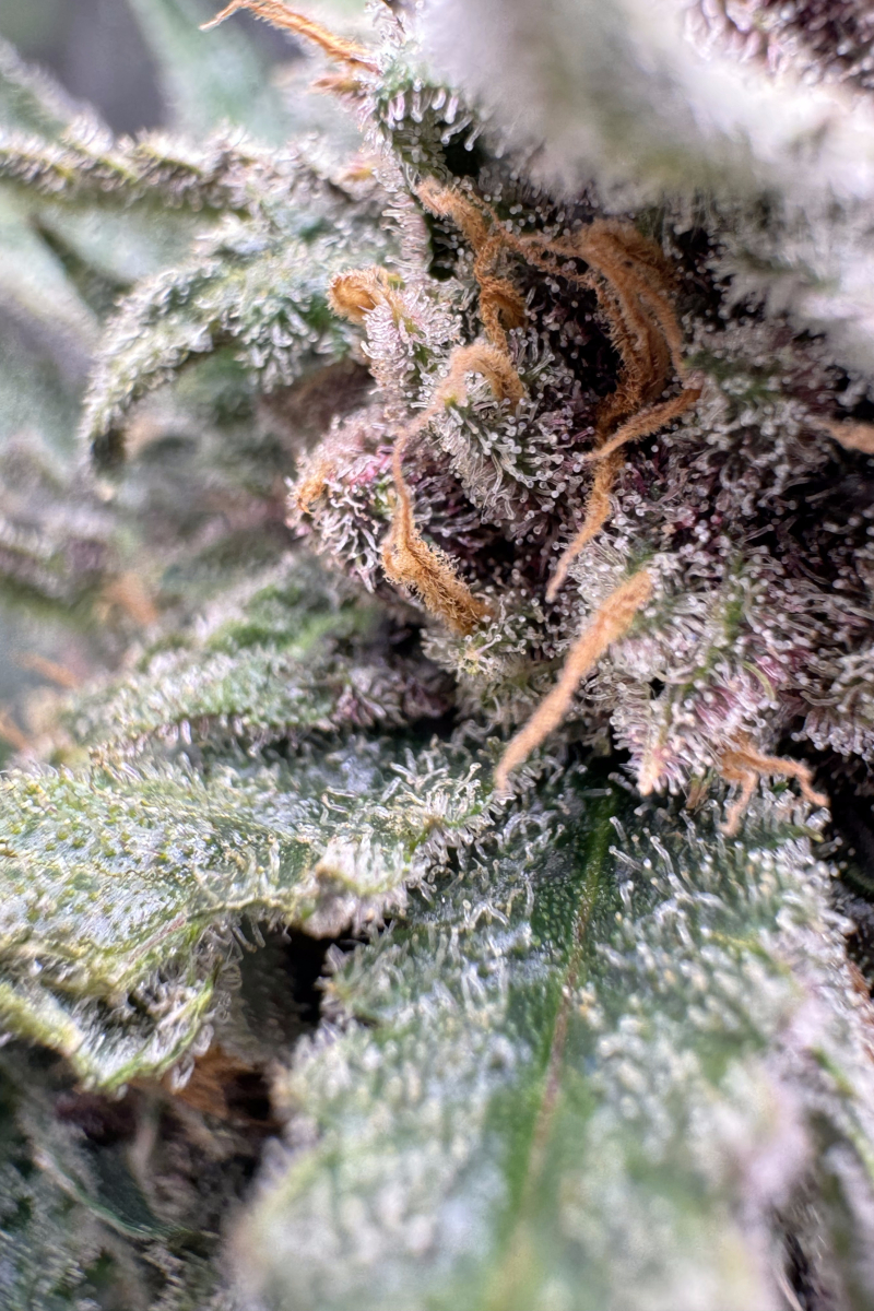 Photo of Cherry Cola Auto RF3