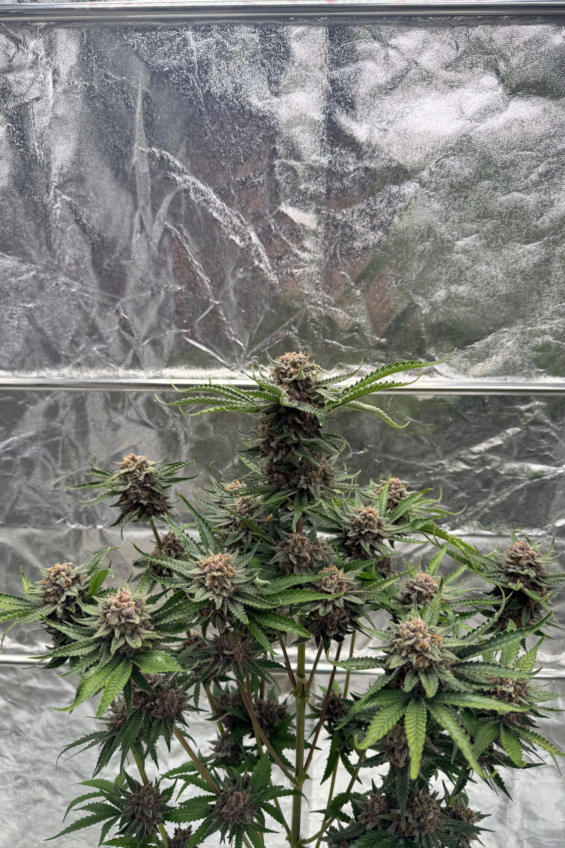 Photo of Cherry Cola Auto RF3
