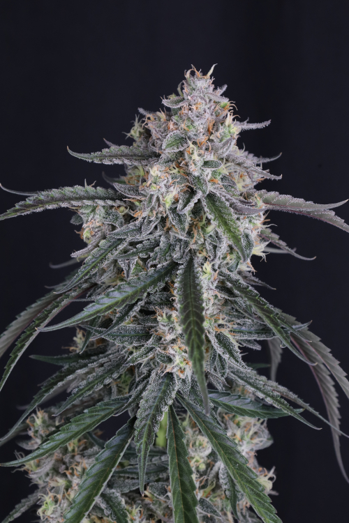 GMO Auto