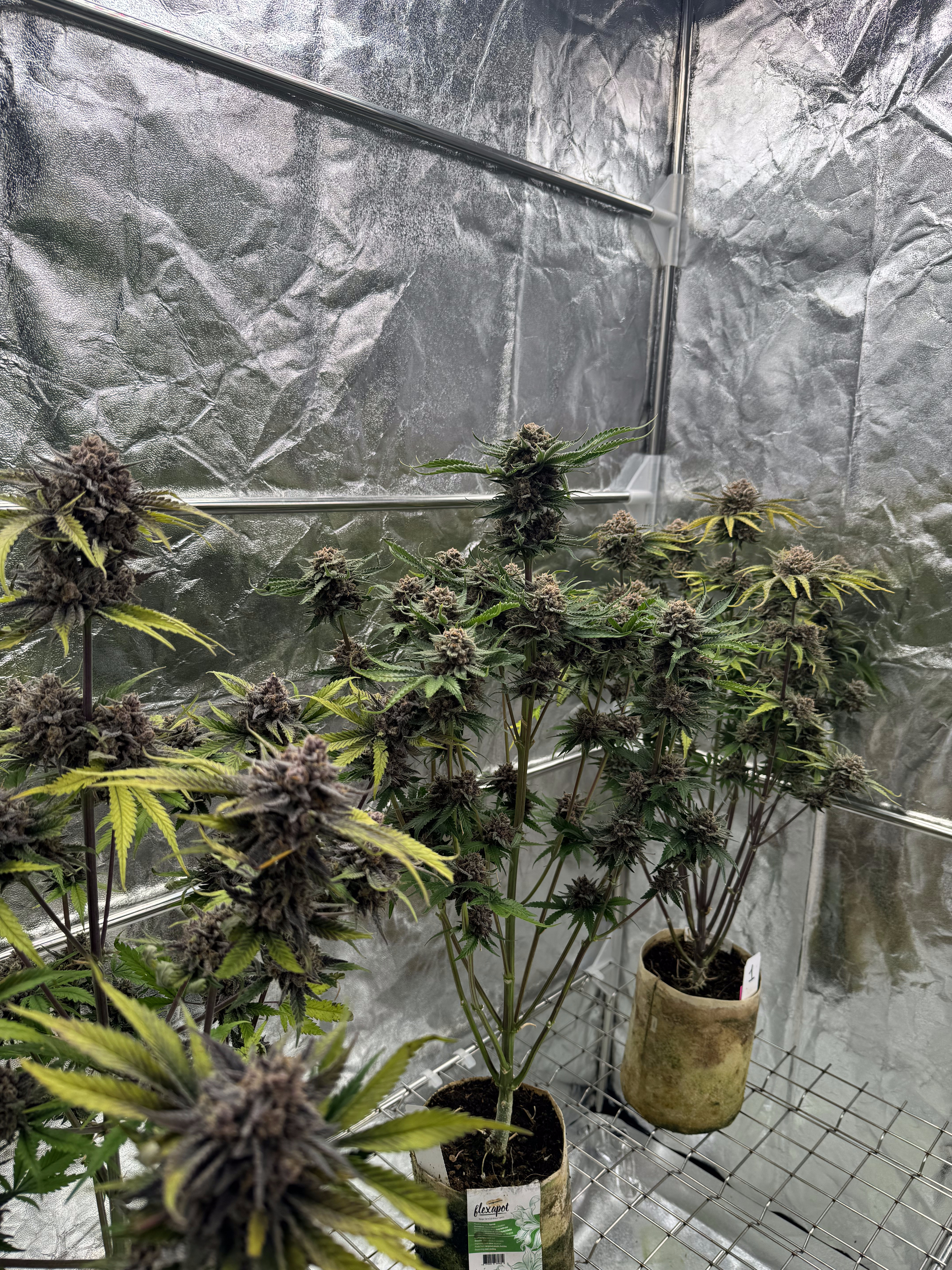 Cherry Cola Auto RF3