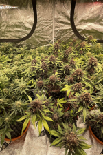 Mix Pack Auto