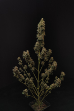 Chemdawg Auto