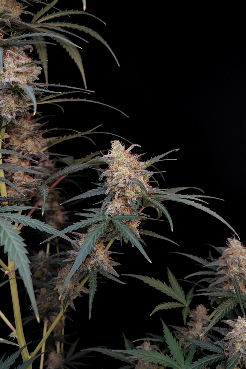 Photo of Chemdawg Auto