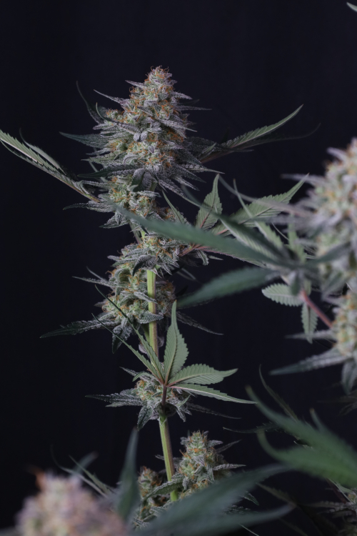 Lemon Tree Auto