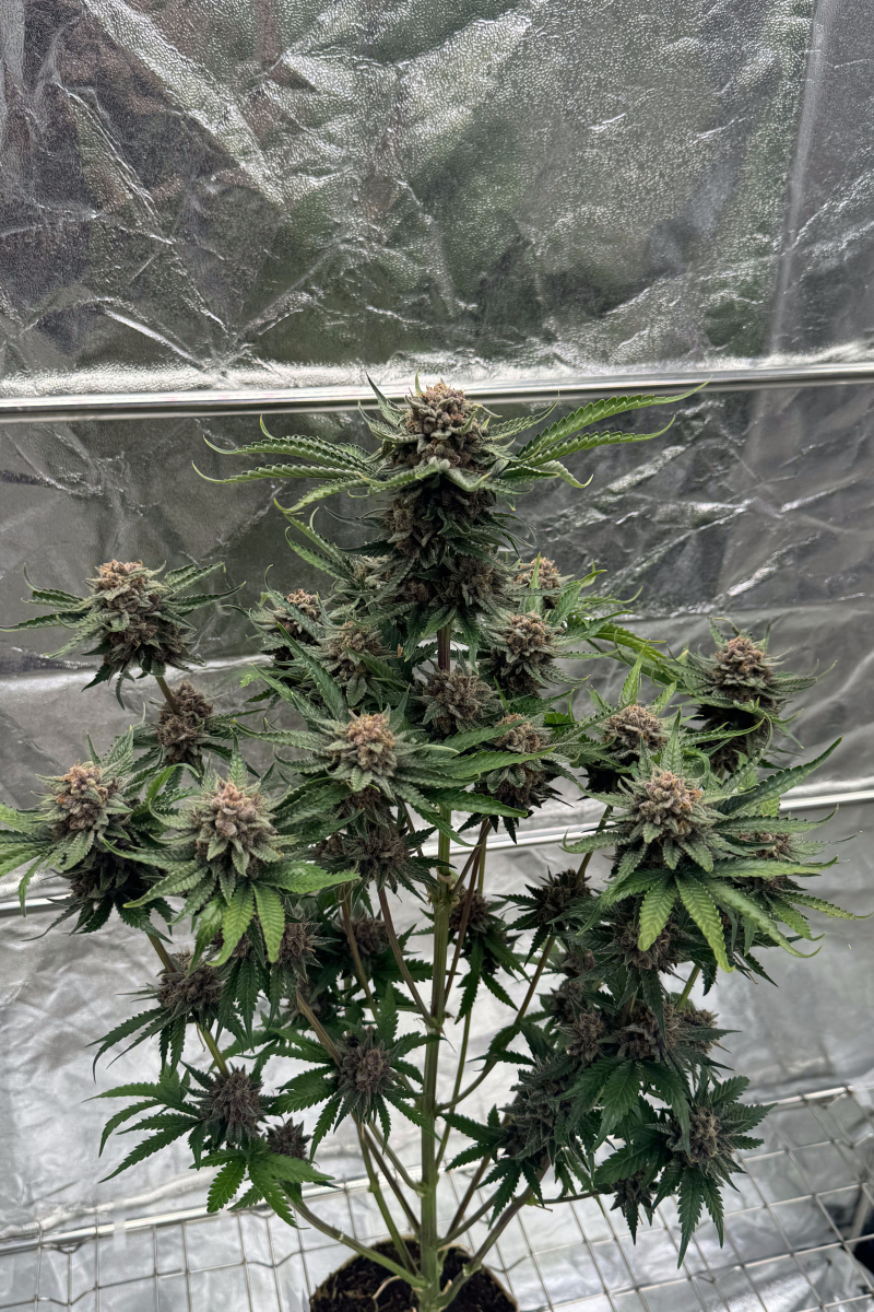 Photo of Cherry Cola Auto RF3