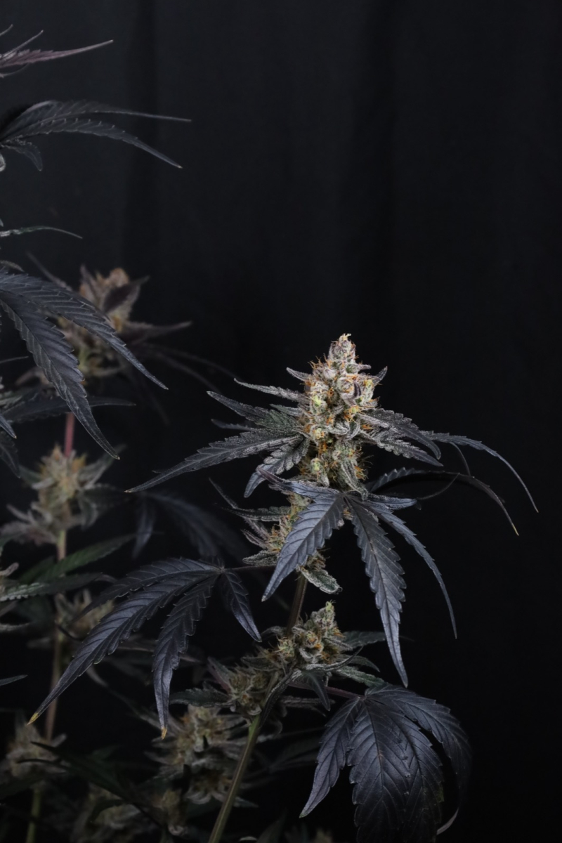 Photo of Guava Runtz Auto