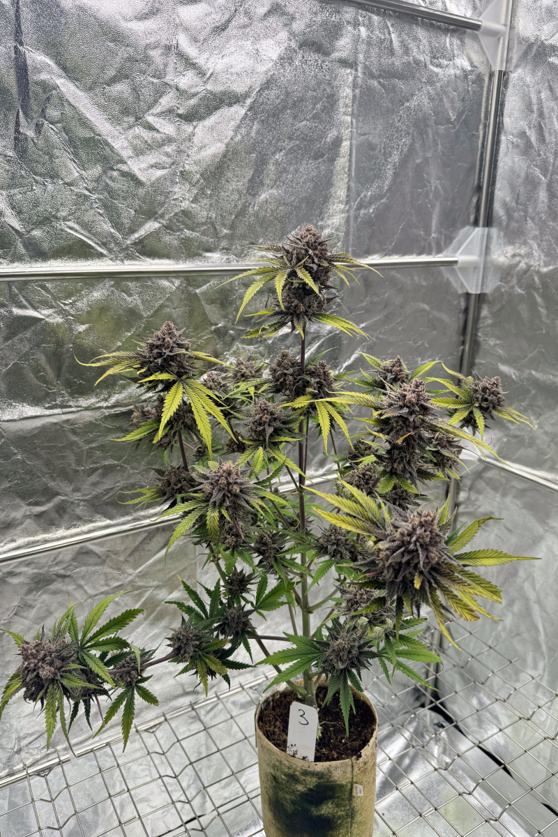 Photo of Cherry Cola Auto RF3