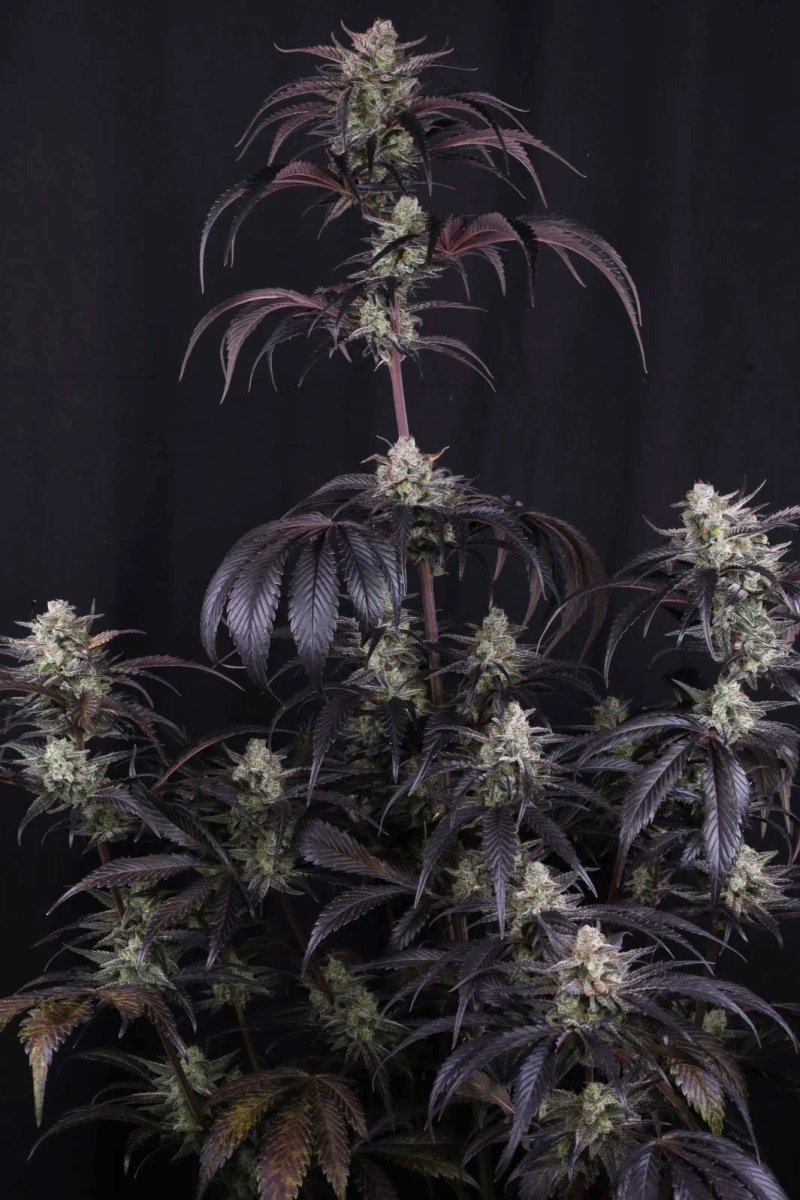 Photo of Strawberry Gorilla Auto RF3