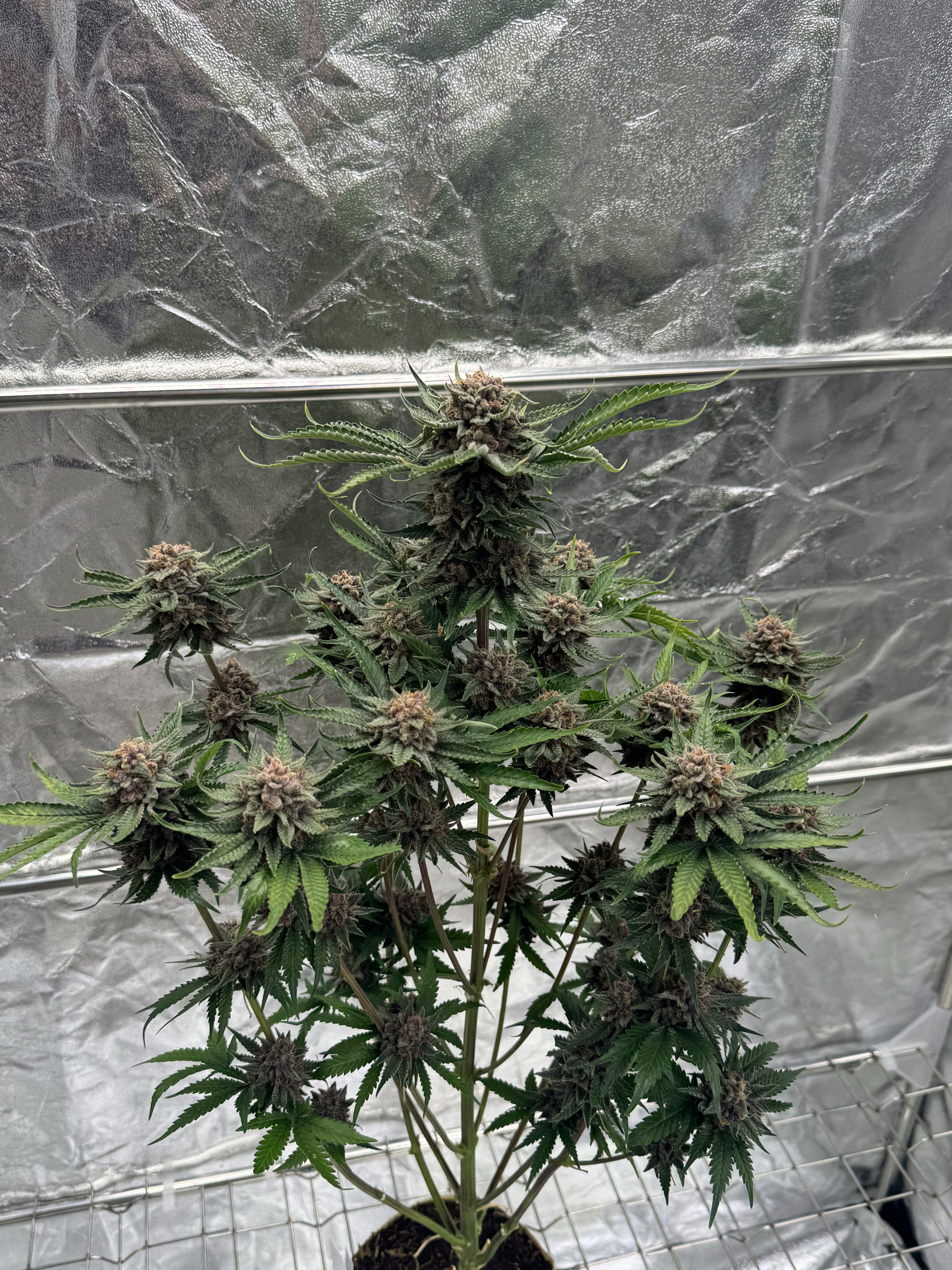 Cherry Cola Auto RF3