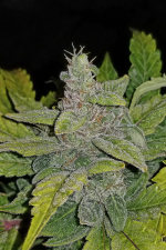 CBD Auto 11 CBD Crack