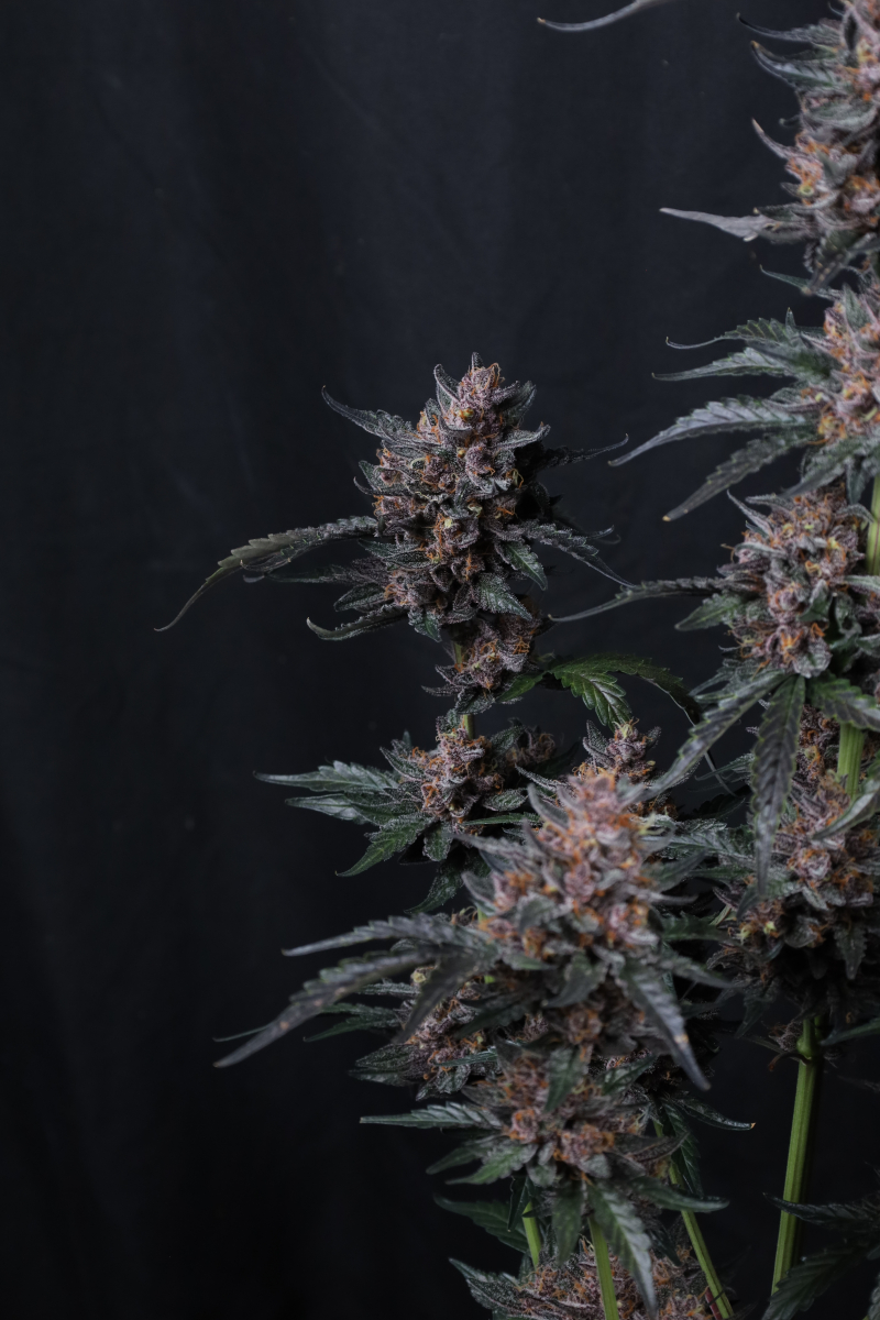 Photo of Mango Cherry Runtz Auto